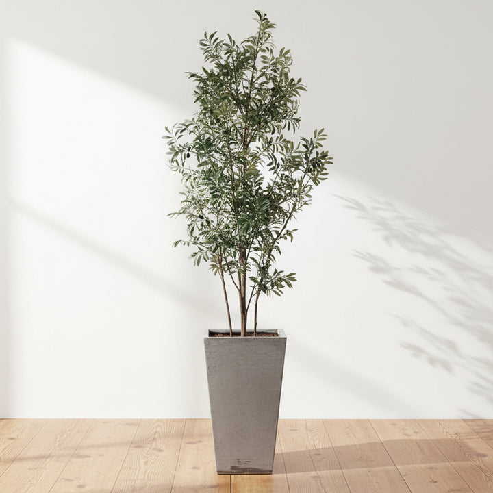 SONORA OLIVE TREE IN PLANTER