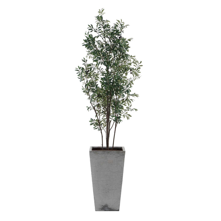 SONORA OLIVE TREE IN PLANTER