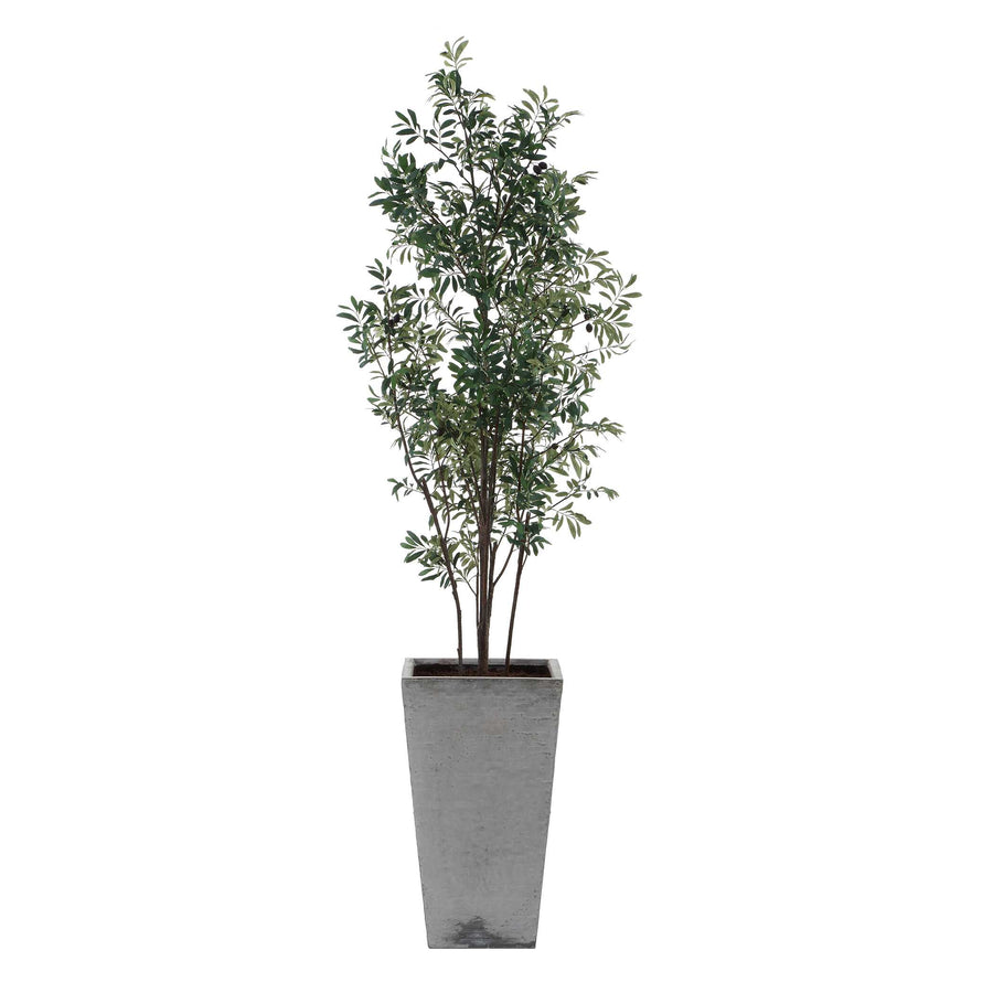 SONORA OLIVE TREE IN PLANTER