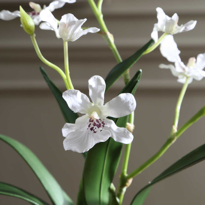 CLOVIS ORCHID DROP-IN