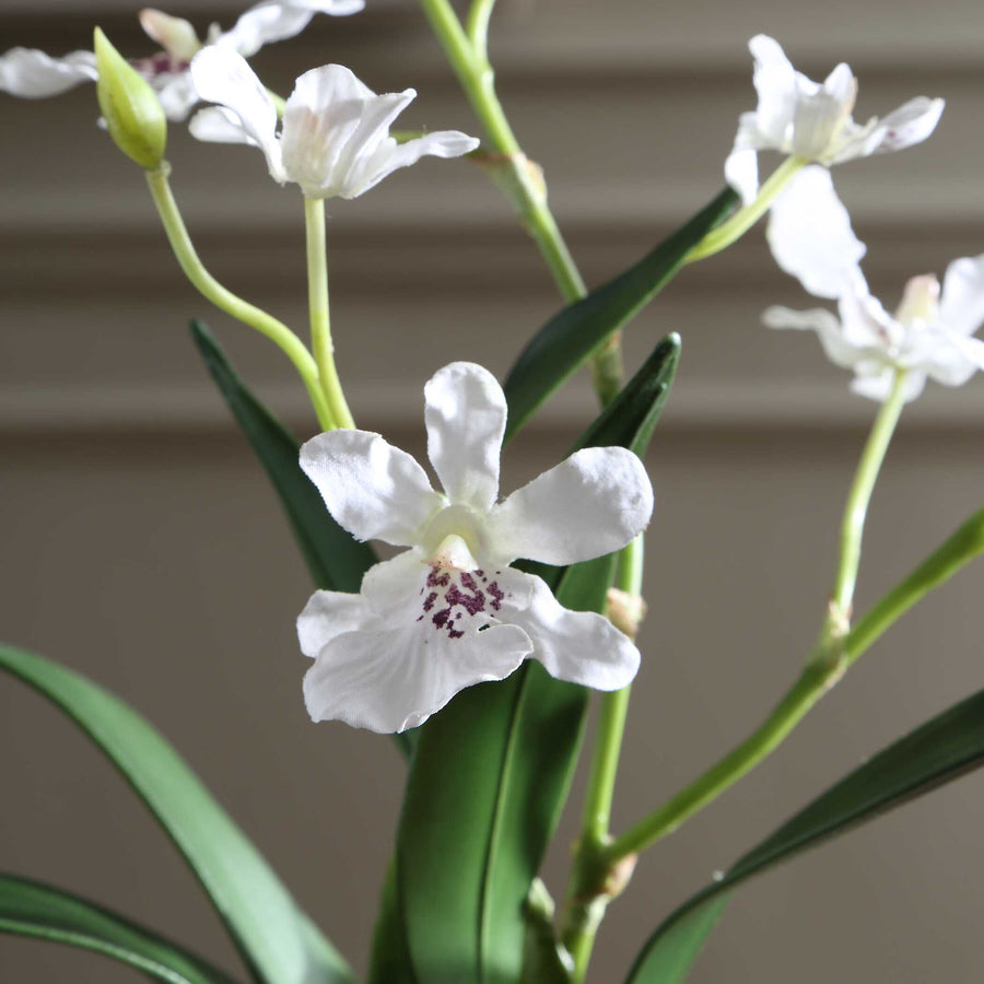 CLOVIS ORCHID DROP-IN