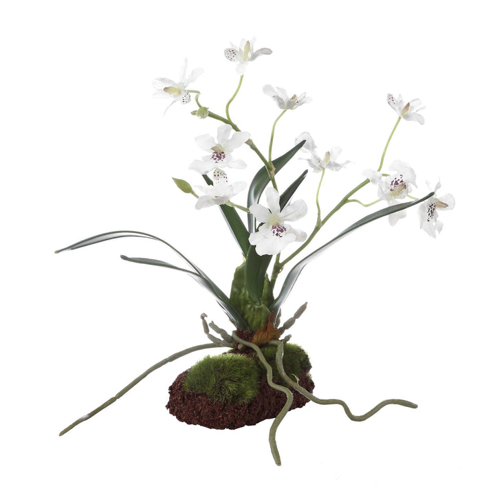 CLOVIS ORCHID DROP-IN