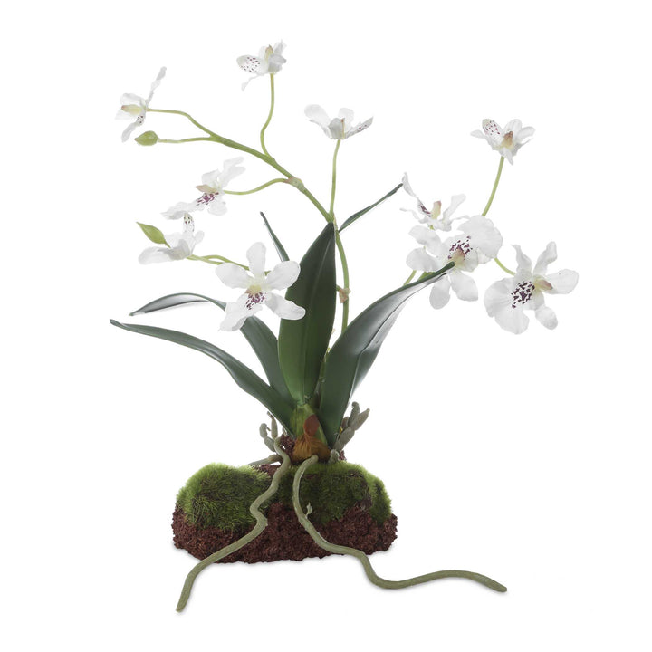CLOVIS ORCHID DROP-IN