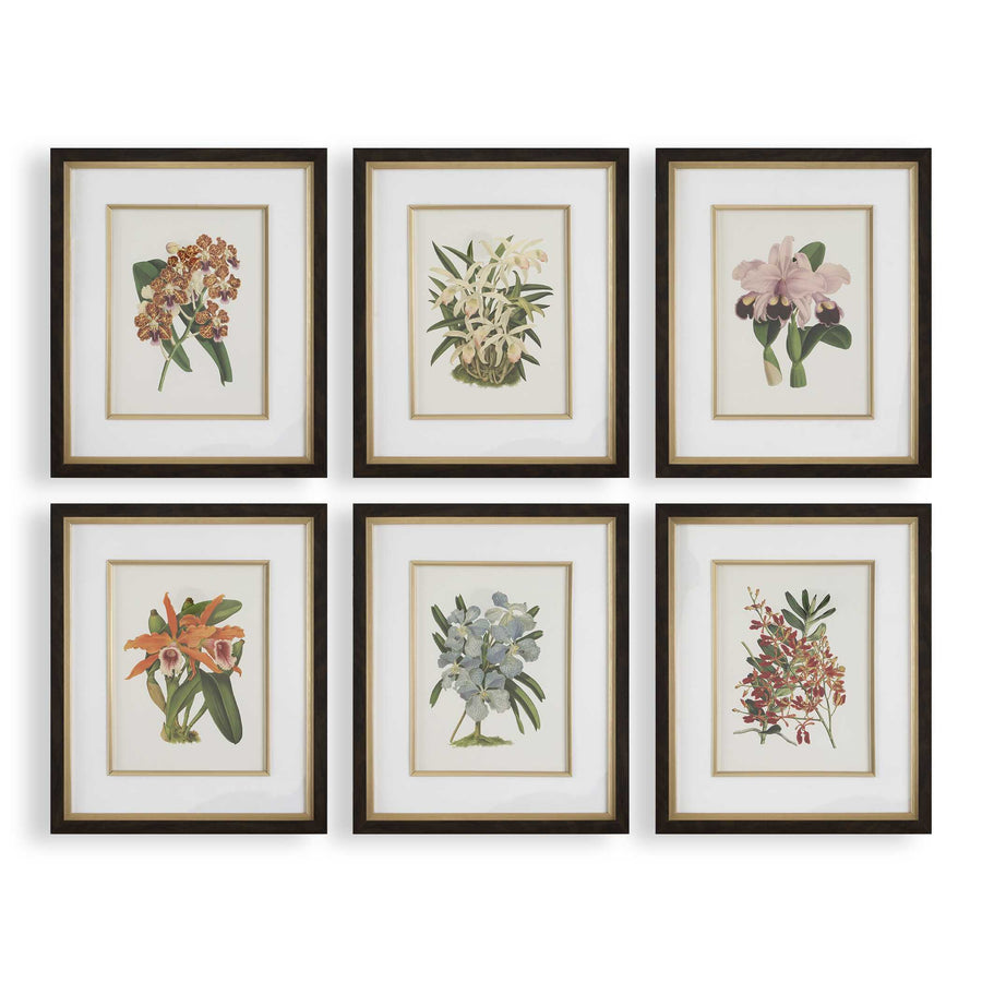 "ORCHID BOTANICAL" GLASS FRAMED GALLERY SET