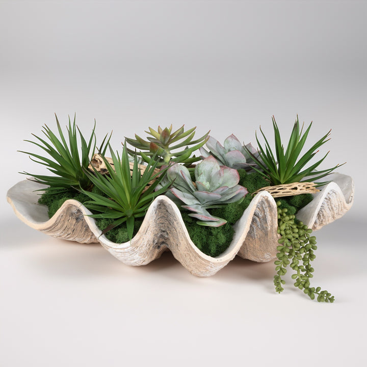 SUCCULENTS IN SHELL CENTERPIECE BOWL