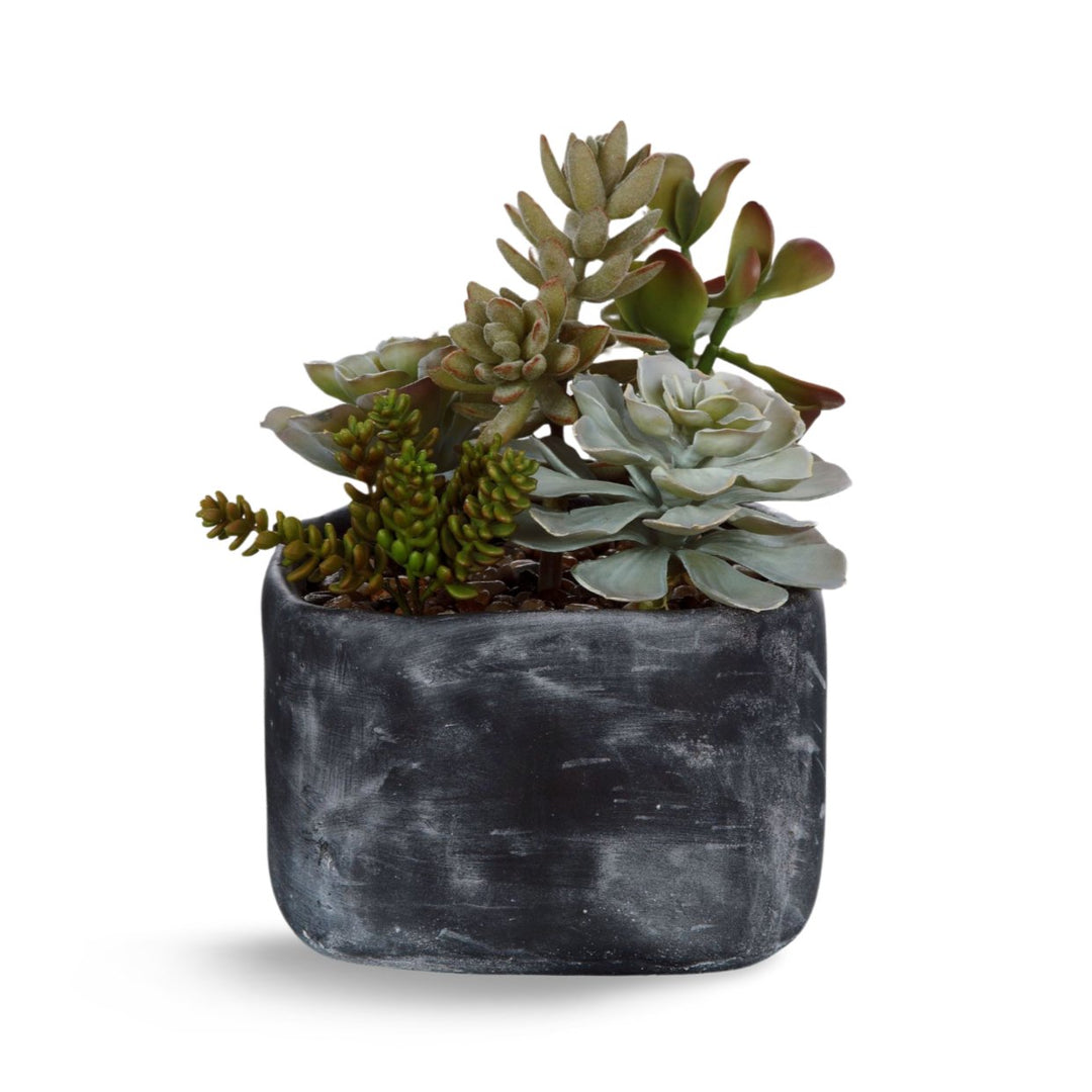 ALVERIO SUCCULENTS