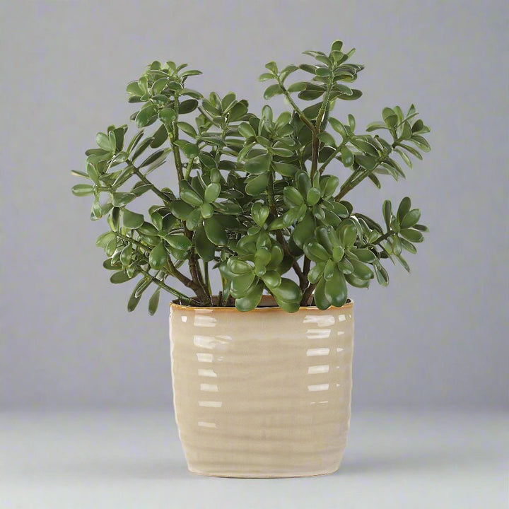 CRASSULA JADE ACCENT PLANT