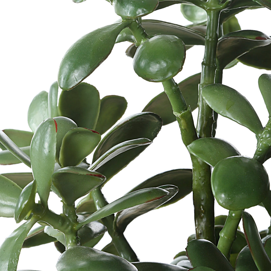 CRASSULA JADE ACCENT PLANT