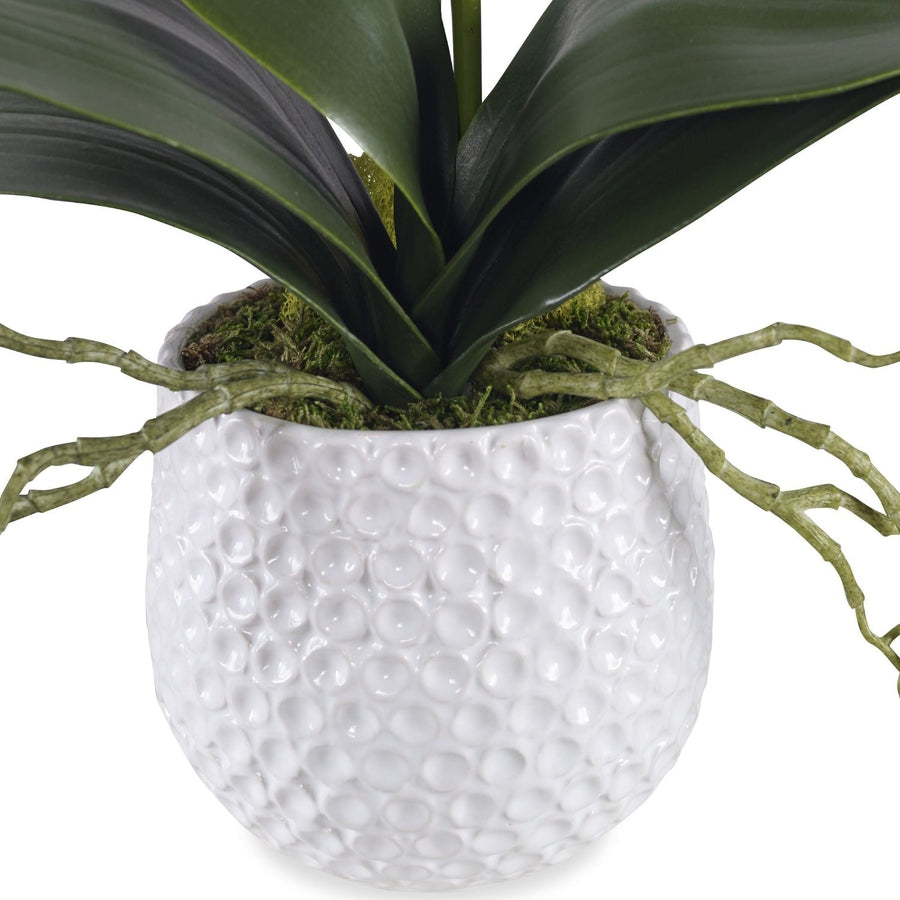 ORCHID BOTANICAL IN WHITE CERAMIC POT