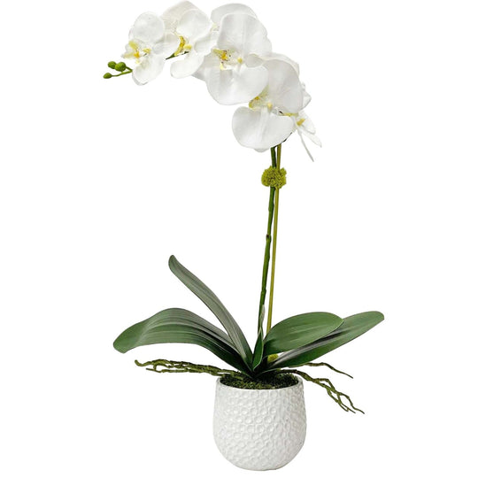 ORCHID BOTANICAL IN WHITE CERAMIC POT