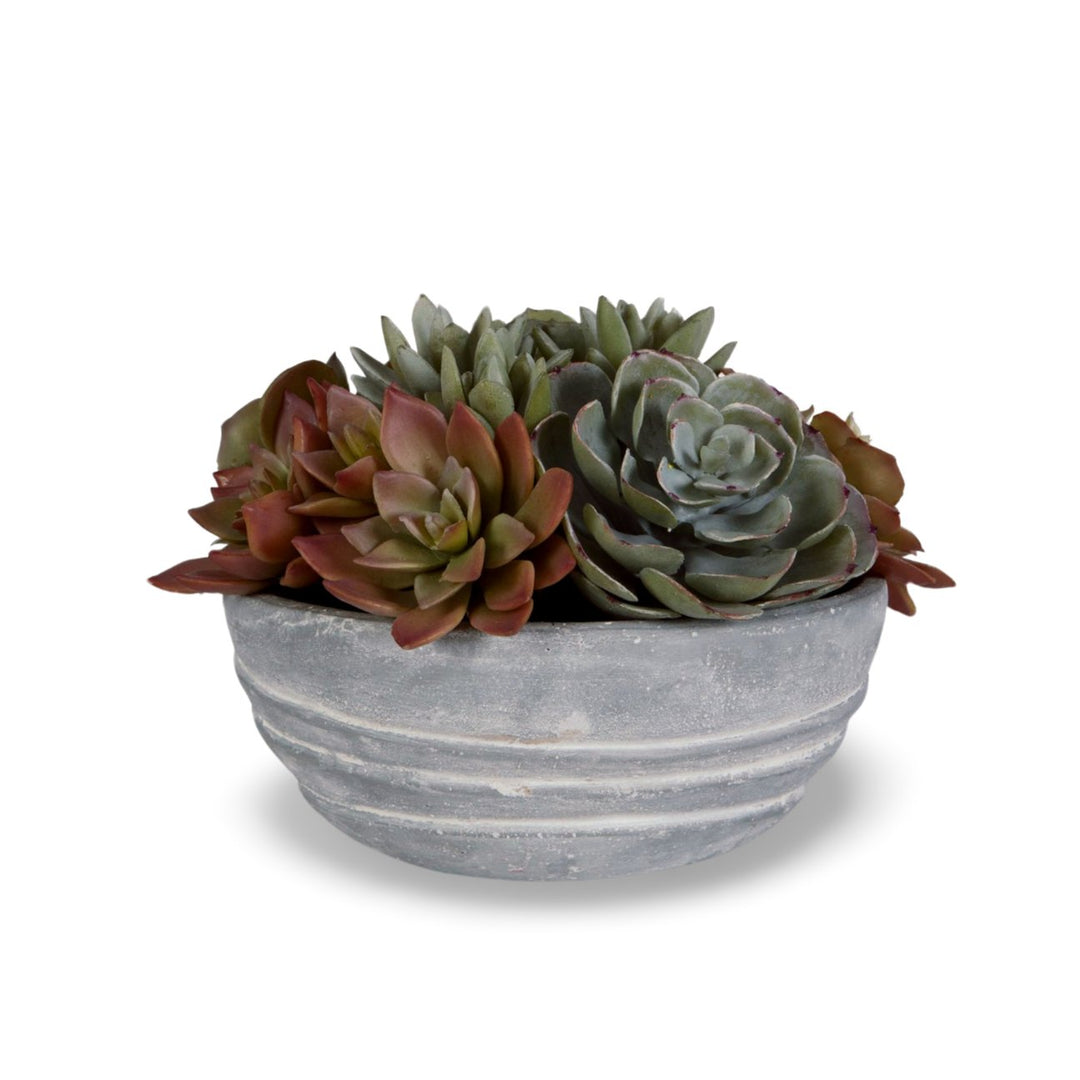 PEORIA SUCCULENT ACCENT