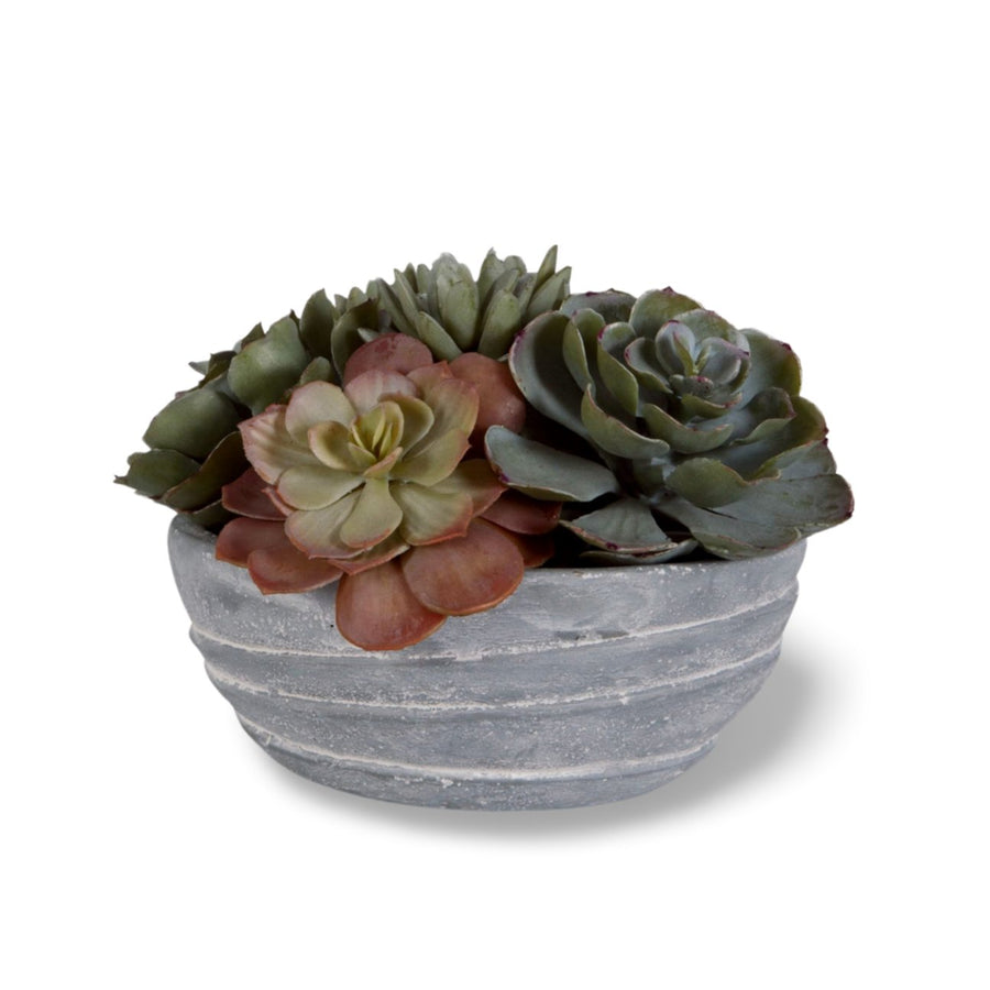 PEORIA SUCCULENT ACCENT