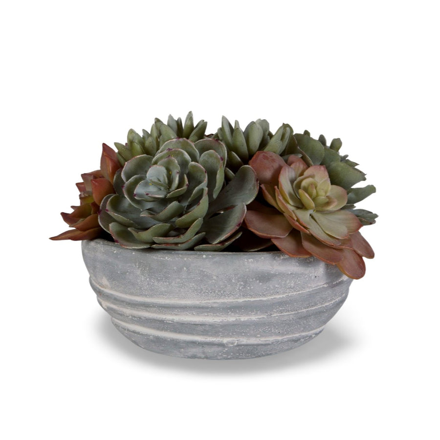 PEORIA SUCCULENT ACCENT