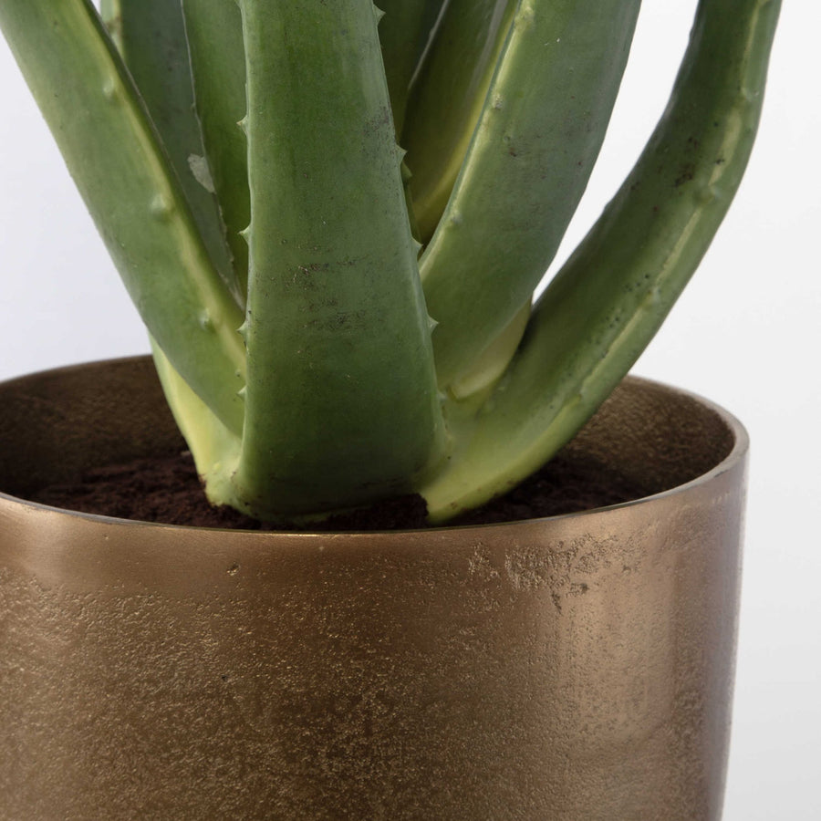 POTTED ALOE PLANT ON STAND