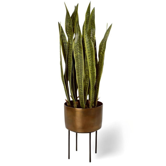 POTTED FASITA PLANT ON STAND