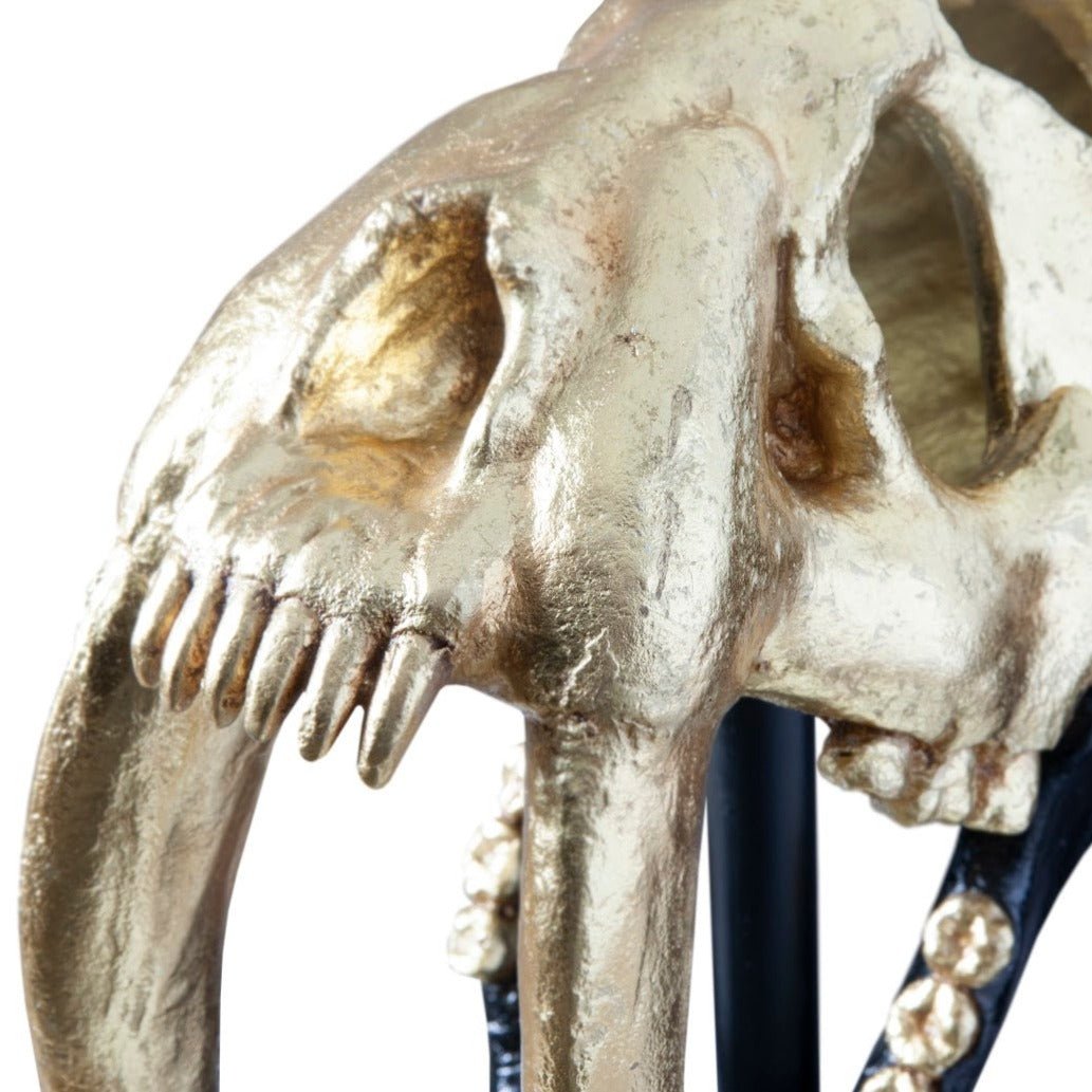 SABER TOOTH SKULL SCULPTURE: BLACK, GOLD