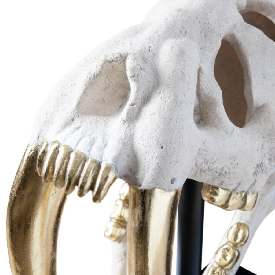 SABER TOOTH SKULL SCULPTURE: WHITE, GOLD