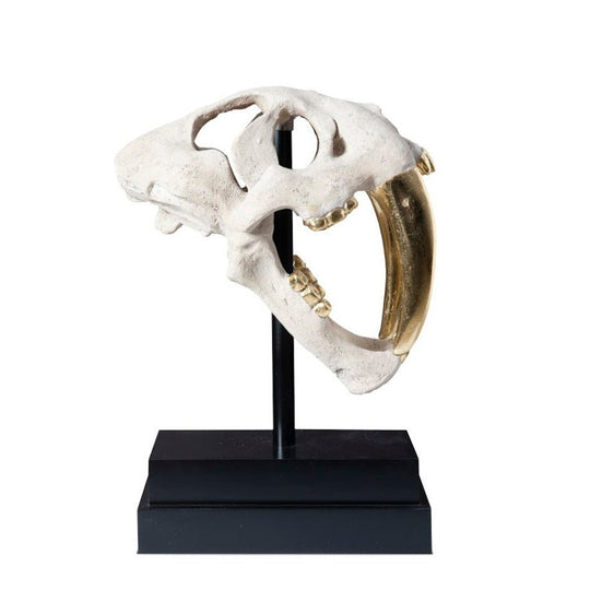 SABER TOOTH SKULL SCULPTURE: WHITE, GOLD