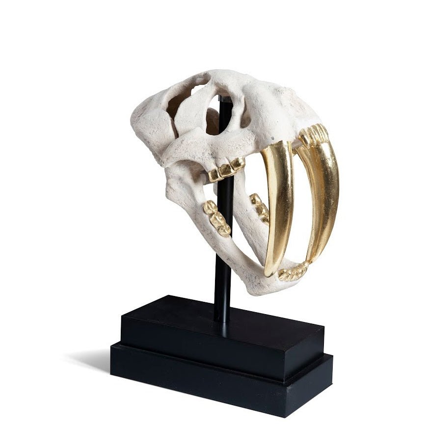 SABER TOOTH SKULL SCULPTURE: WHITE, GOLD