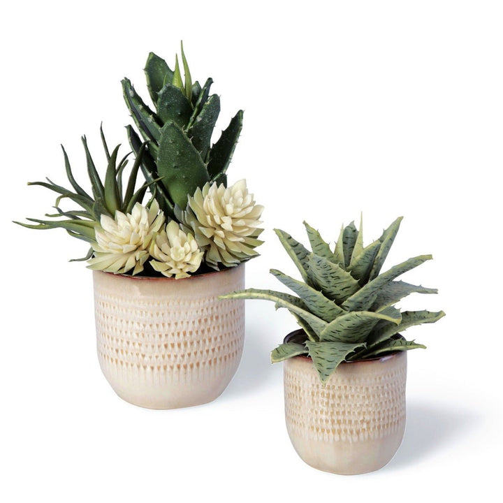 SEASIDE SUCCULENTS | SET OF 2