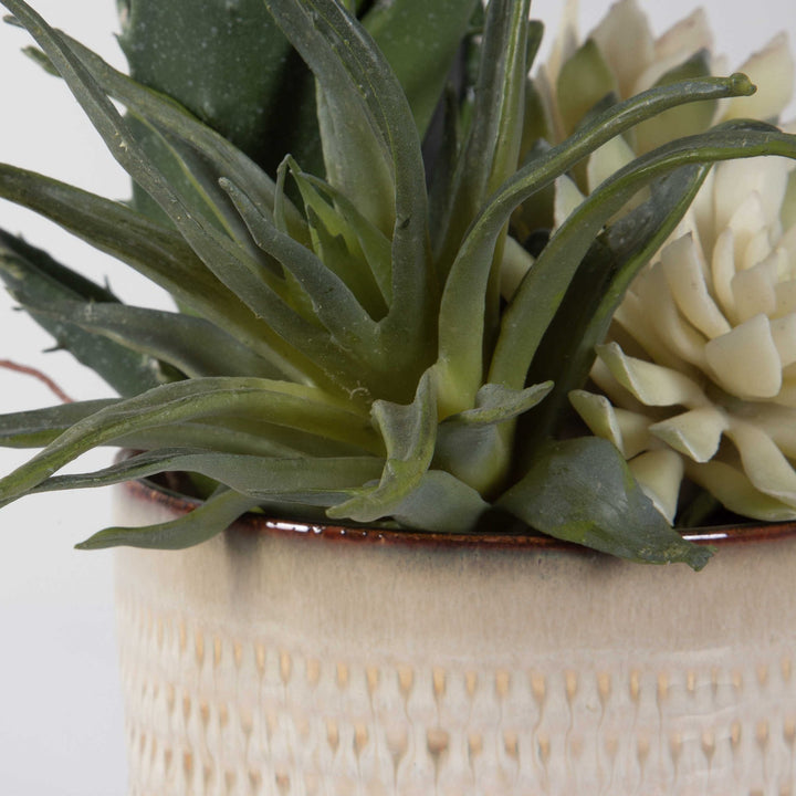 SEASIDE SUCCULENTS | SET OF 2