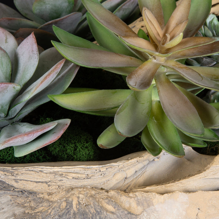 SUCCULENTS IN SHELL CENTERPIECE BOWL