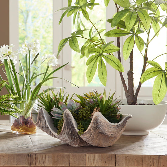 SUCCULENTS IN SHELL CENTERPIECE BOWL