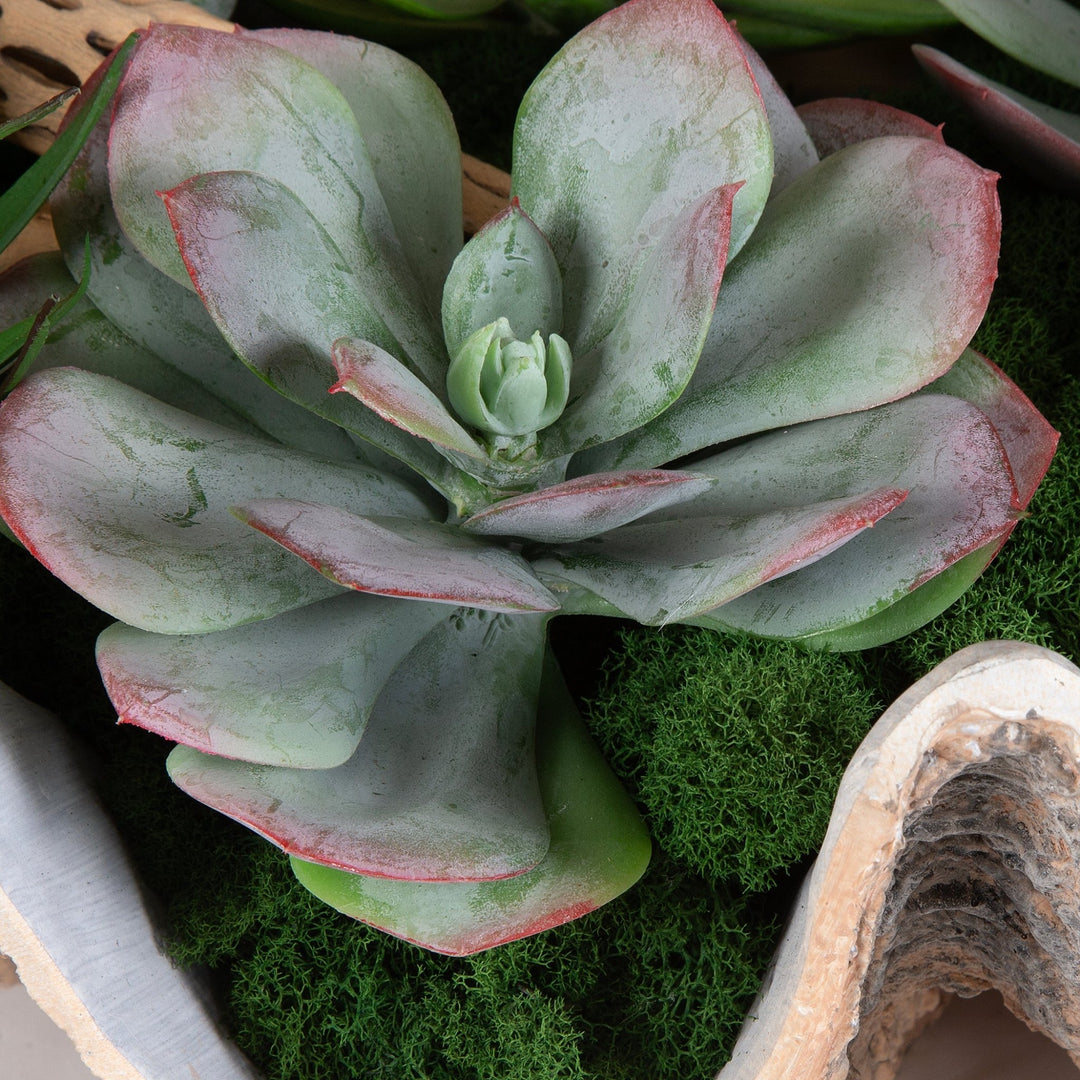 SUCCULENTS IN SHELL CENTERPIECE BOWL