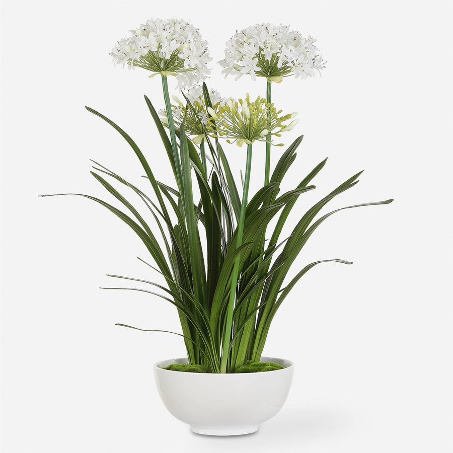 WHITE AGAPANTHUS CENTERPIECE