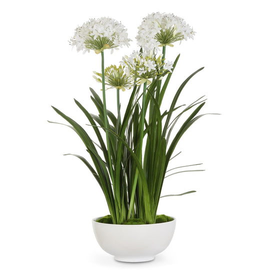 WHITE AGAPANTHUS CENTERPIECE