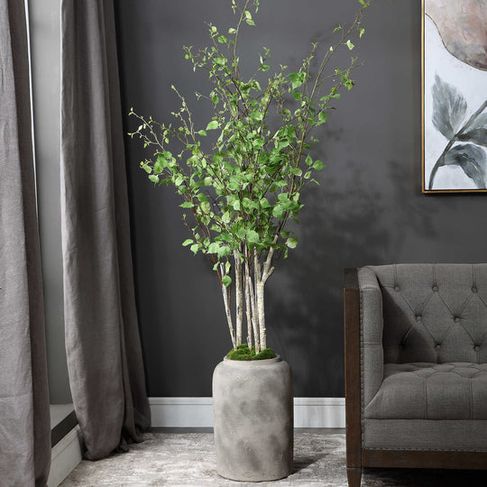 ALDI POTTED RIVER BIRCH