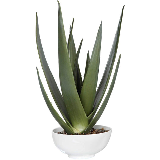 ALOE VERA ACCENT