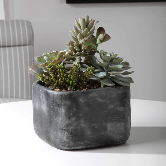 ALVERIO SUCCULENTS