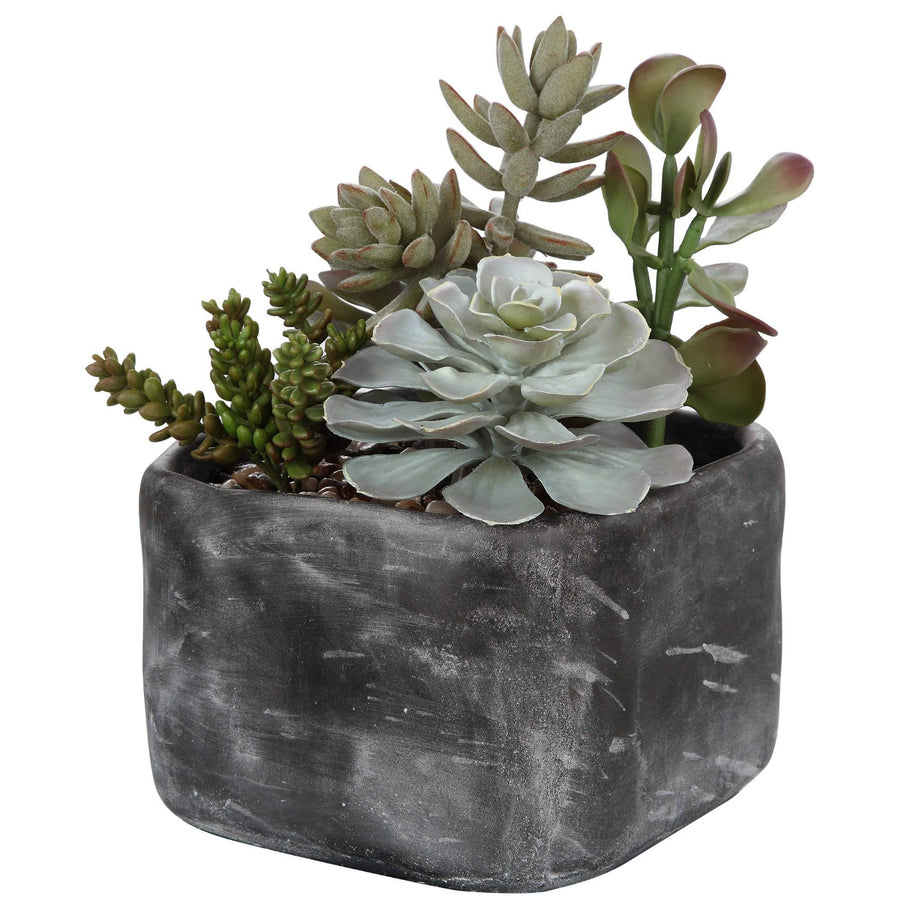 ALVERIO SUCCULENTS