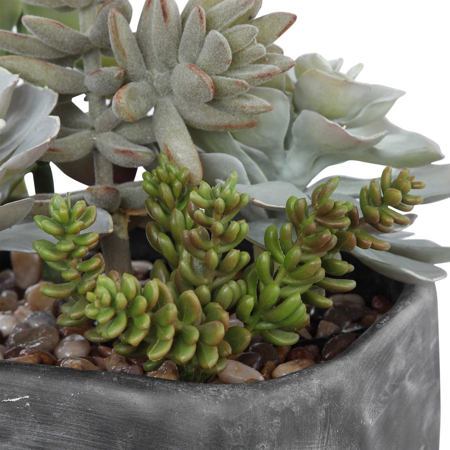 ALVERIO SUCCULENTS