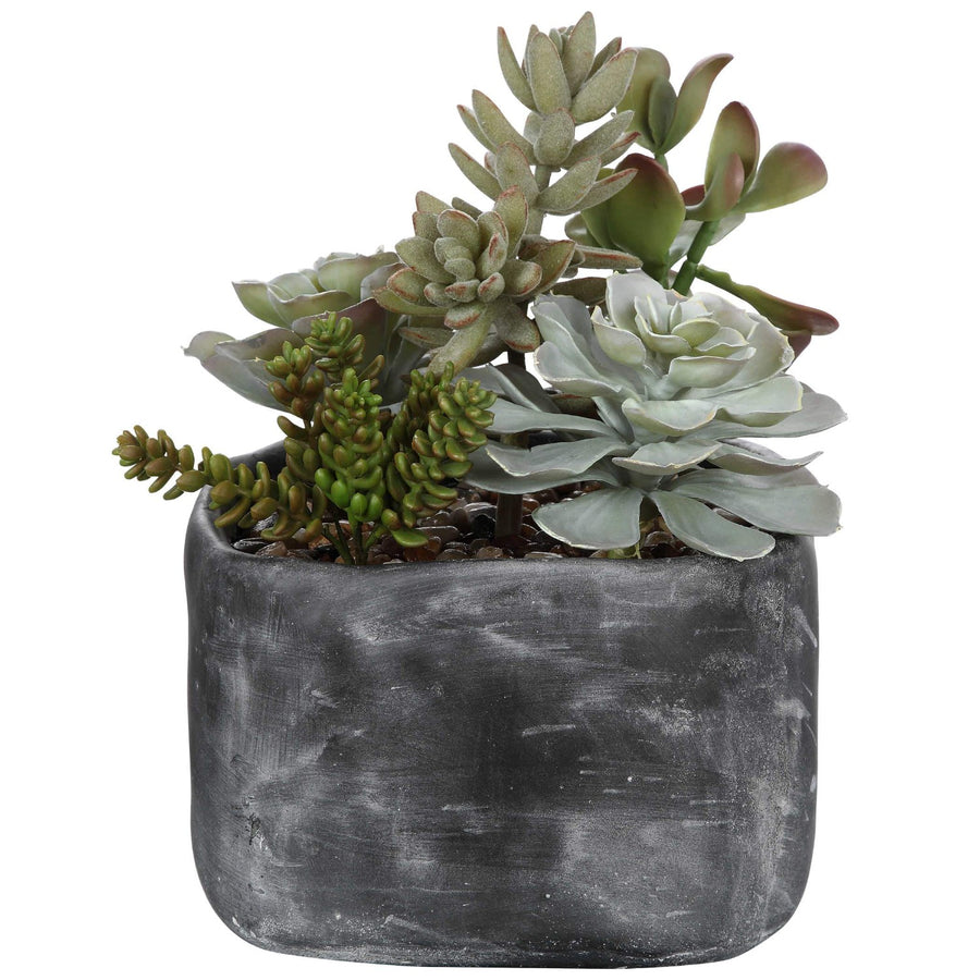 ALVERIO SUCCULENTS