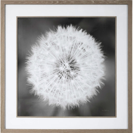 "DANDELION SEEDHEAD" GLASS FRAMED PRINT