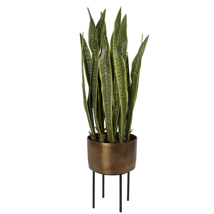 POTTED FASITA PLANT ON STAND