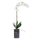 ORCHID BOTANICAL IN CONCRETE PLANTER